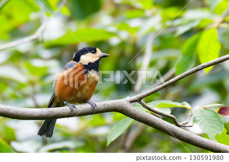Banded varied tit Banded varied tit 130591980