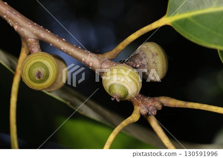 Nature Plants Quercus glauca, fruit in early September. A small blue acorn covered with a cupule, the cupule has a horizontal striped pattern. Nature Plants Quercus glauca, fruit in early September. A small blue acorn covered with a cupule, the cupule has a horizontal striped pattern. 130591996