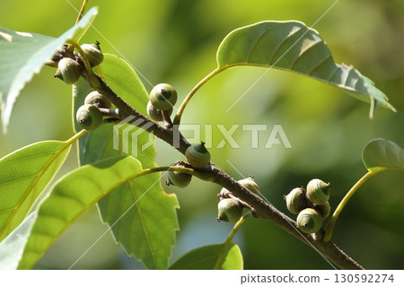 自然植物 Quercus glauca,橡子一年可長至約 2 厘米,但成熟較慢,初秋時仍很小 自然植物 Quercus glauca,橡子一年可長至約 2 厘米,但成熟較慢,初秋時仍很小 130592274