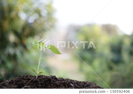 Sunflower sprout growing with macro water droplets 130592406
