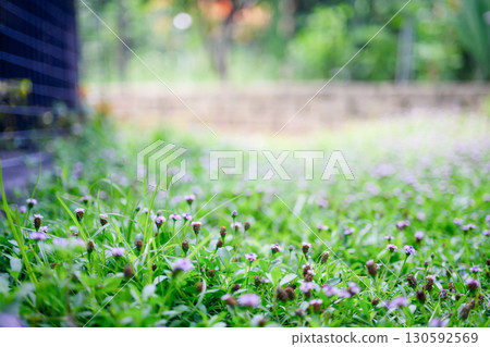 園林花卉 園林花卉 130592569