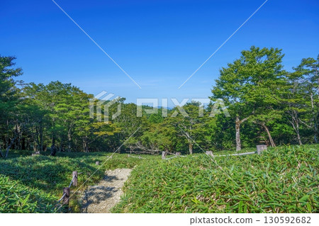 藍天白雲下，新綠環繞的牛石原景色 130592682