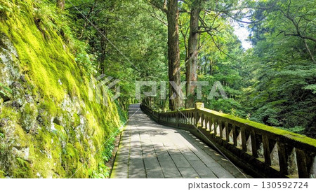 長滿青苔的石牆和森林通道 長滿青苔的石牆和森林通道 130592724