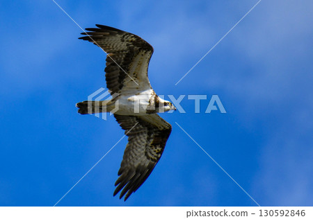 Misago在天上飛 Misago在天上飛 130592846