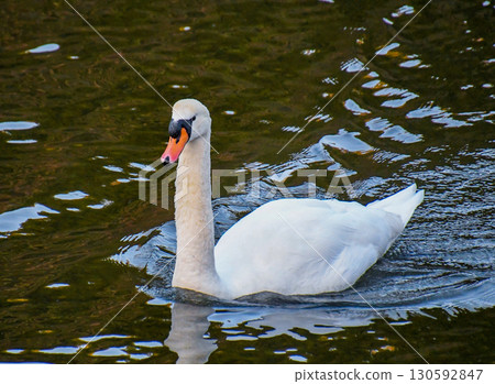 Cobb swans elegantly swimming 130592847