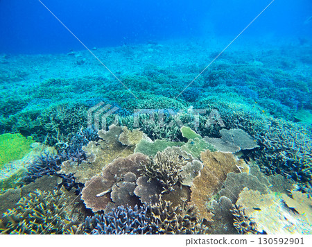 The coral reefs of Yabiji, accessible by boat from Miyako Island 130592901