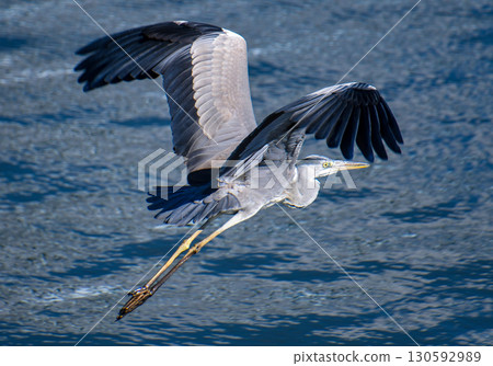 A grey heron takes off vigorously A grey heron takes off vigorously 130592989