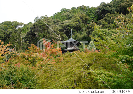 京都寺廟花園裡的紅楓葉 130593029