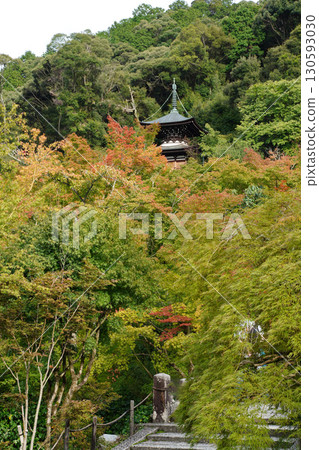 Red maple leaves in a temple garden in Kyoto 130593030