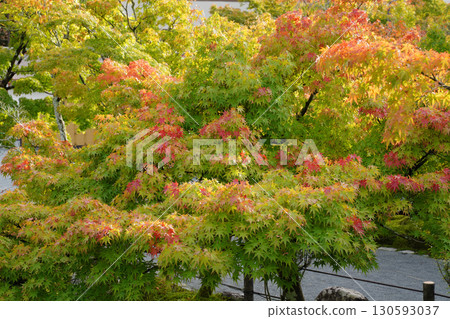 Red maple leaves in a temple garden in Kyoto Red maple leaves in a temple garden in Kyoto 130593037