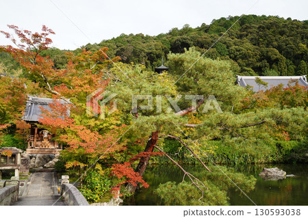 Red maple leaves in a temple garden in Kyoto Red maple leaves in a temple garden in Kyoto 130593038