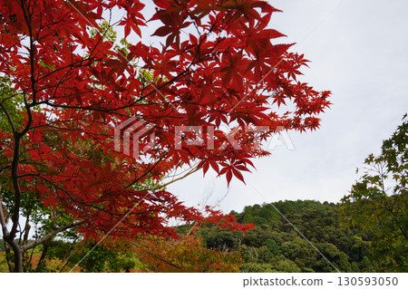 Red maple leaves in a temple garden in Kyoto Red maple leaves in a temple garden in Kyoto 130593050