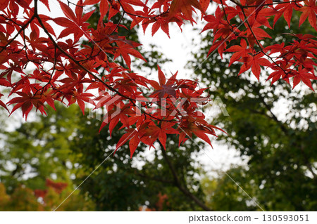 Red maple leaves in a temple garden in Kyoto Red maple leaves in a temple garden in Kyoto 130593051