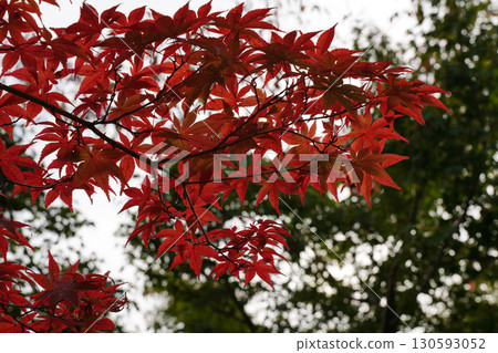 京都寺廟花園裡的紅楓葉 京都寺廟花園裡的紅楓葉 130593052