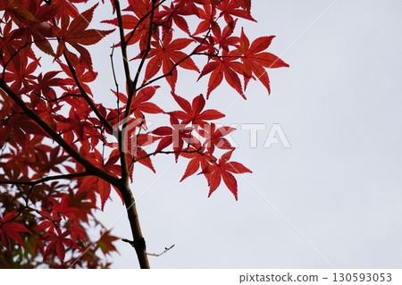 京都寺廟花園裡的紅楓葉 京都寺廟花園裡的紅楓葉 130593053