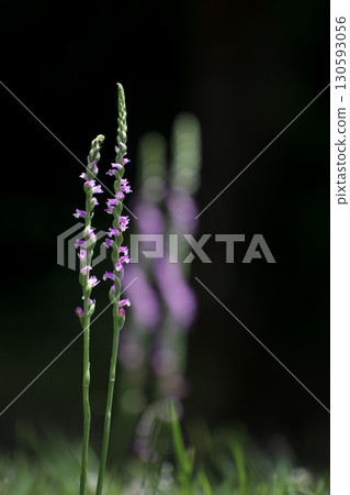 Spiranthes sinensis and bokeh of Spiranthes sinensis Spiranthes sinensis and bokeh of Spiranthes sinensis 130593056