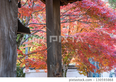The view from between the autumn leaves and the main gate The view from between the autumn leaves and the main gate 130593868