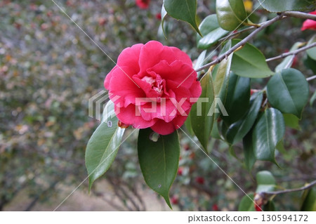 Camellia flower① Camellia flower① 130594172