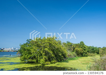 大阪市淀川水岸,水生植物繁茂 大阪市淀川水岸,水生植物繁茂 130594176