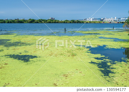 The waterside of the Yodo River covered with aquatic plants, Osaka City 130594177