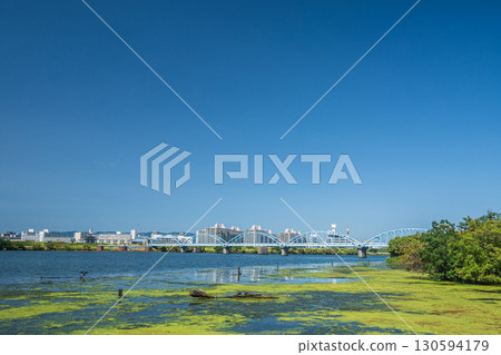 The waterside of the Yodo River covered with aquatic plants, Osaka City 130594179