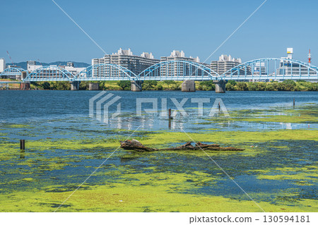 The waterside of the Yodo River covered with aquatic plants, Osaka City 130594181