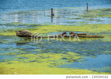 The waterside of the Yodo River covered with aquatic plants, Osaka City 130594182