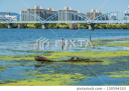 The waterside of the Yodo River covered with aquatic plants, Osaka City The waterside of the Yodo River covered with aquatic plants, Osaka City 130594183