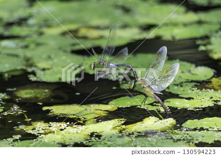 一隻銀蜻蜓在荷塘裡產卵 130594223