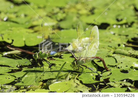 A silver dragonfly laying eggs in a lotus pond 130594226
