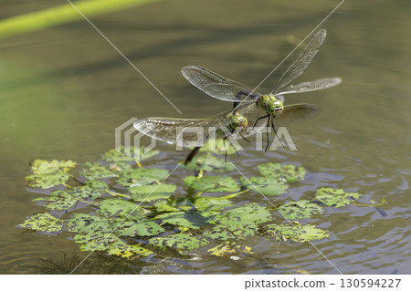 一隻銀蜻蜓在荷塘裡產卵 130594227