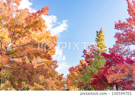Maple trees lining the street with autumn leaves 130594701
