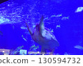 一隻烏龜在水族箱裡舒適地游泳 130594732