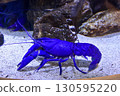 水族館藍色小龍蝦 130595220