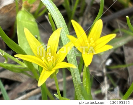 Flowers on the Finnish island of Suomenlinna Flowers on the Finnish island of Suomenlinna 130595355