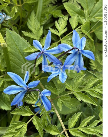 芬蘭芬蘭堡島上的花朵 芬蘭芬蘭堡島上的花朵 130595356