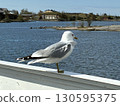 Seagulls on the ferry to Suomenlinna, Finland 130595375