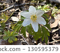 Flowers in Nuuksio National Park, Finland 130595379