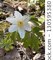 Flowers in Nuuksio National Park, Finland 130595380