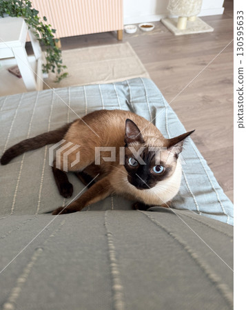 Siamese cat lying on a couch looks up with wide attentive eyes in a peaceful home. Emotional connection, companionship, trust, care and everyday human-pet relationship within family life. Siamese cat lying on a couch looks up with wide attentive eyes in a peaceful home. Emotional connection, companionship, trust, care and everyday human-pet relationship within family life. 130595633
