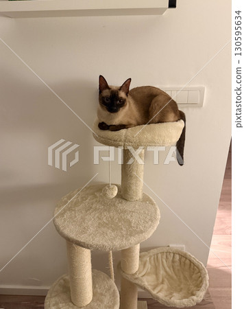 A Siamese cat resting on a tall scratching post adds life to the home interior. Companionship, pet care, relaxation and human-animal relationship within domestic lifestyle and everyday environment. A Siamese cat resting on a tall scratching post adds life to the home interior. Companionship, pet care, relaxation and human-animal relationship within domestic lifestyle and everyday environment. 130595634