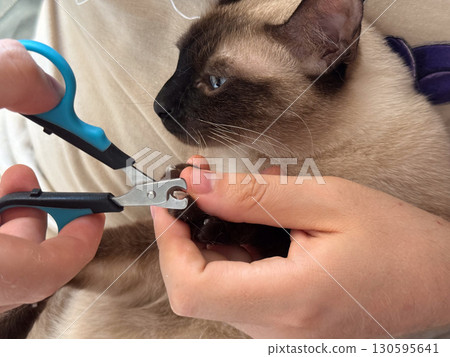 Cat having claws trimmed by owner. Pet care, responsibility, and domestic routine. Cat having claws trimmed by owner. Pet care, responsibility, and domestic routine. 130595641