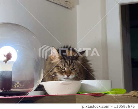 Fluffy cat with bowls. Domestic pet, lifestyle and everyday home life. 130595676