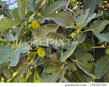 Fresh figs growing on a tree in summer. Agriculture, healthy food and natural nutrition. 130595704