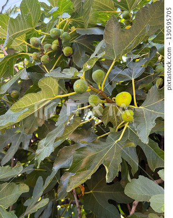 Fresh figs growing on a tree in summer. Agriculture, healthy food and natural nutrition. Fresh figs growing on a tree in summer. Agriculture, healthy food and natural nutrition. 130595705