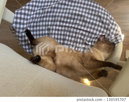Siamese cat sleeping on a chair at home. Relaxation, comfort and peaceful domestic lifestyle. Siamese cat sleeping on a chair at home. Relaxation, comfort and peaceful domestic lifestyle. 130595707