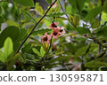 Okuna Serrata 130595871