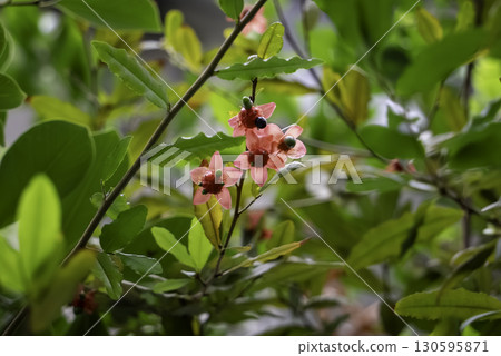 Okuna Serrata 130595871