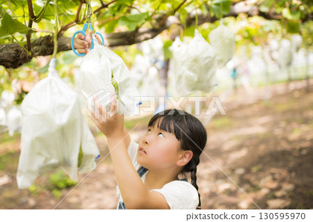正在體驗採摘葡萄的女孩 正在體驗採摘葡萄的女孩 130595970