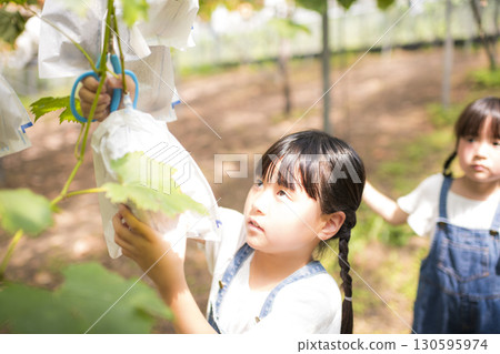 A girl experiencing grape picking A girl experiencing grape picking 130595974